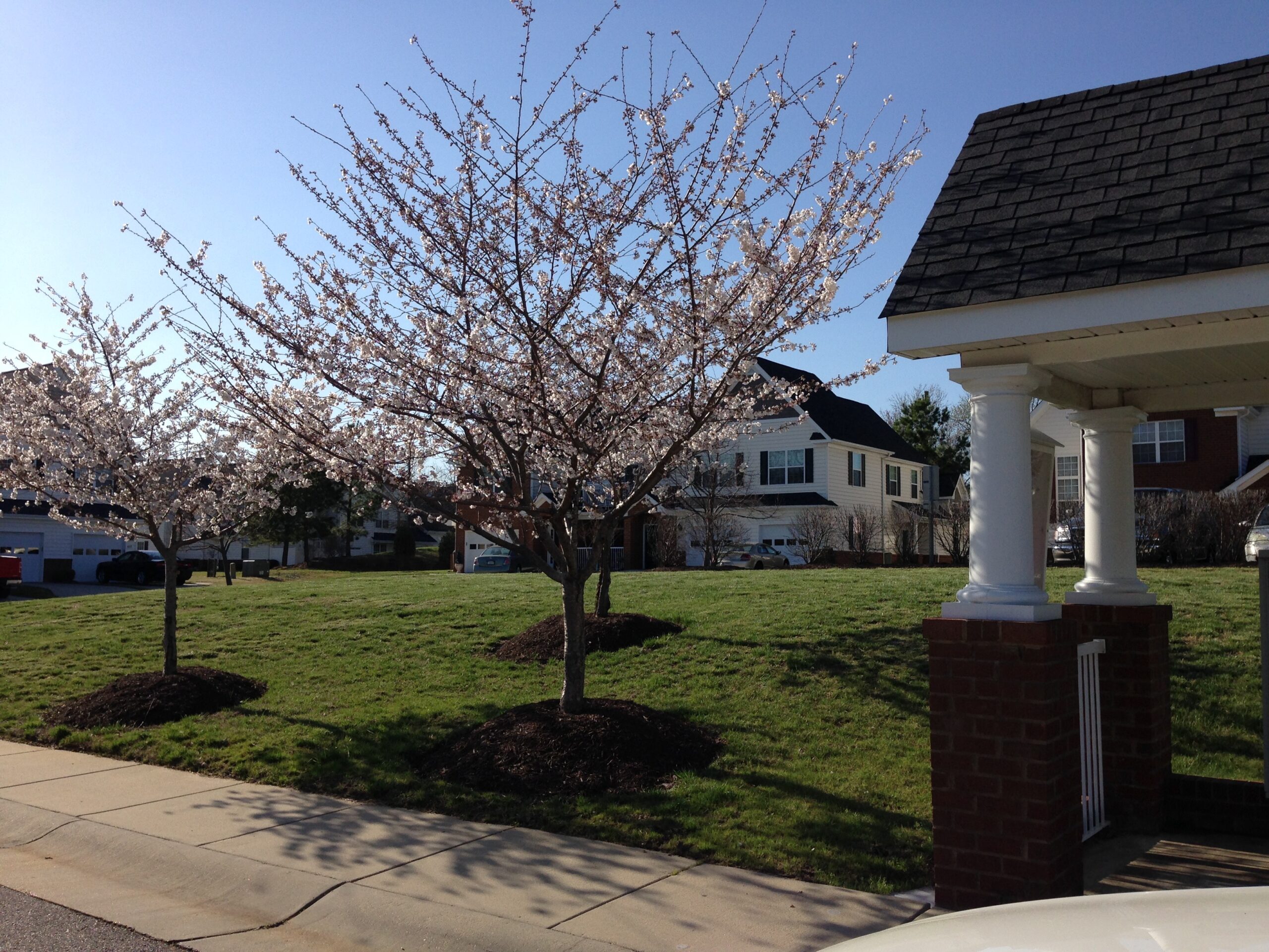 cherry-blosssoms