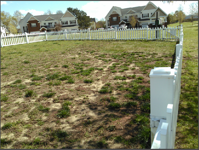 dog-park-1