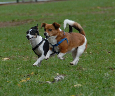 dog-park