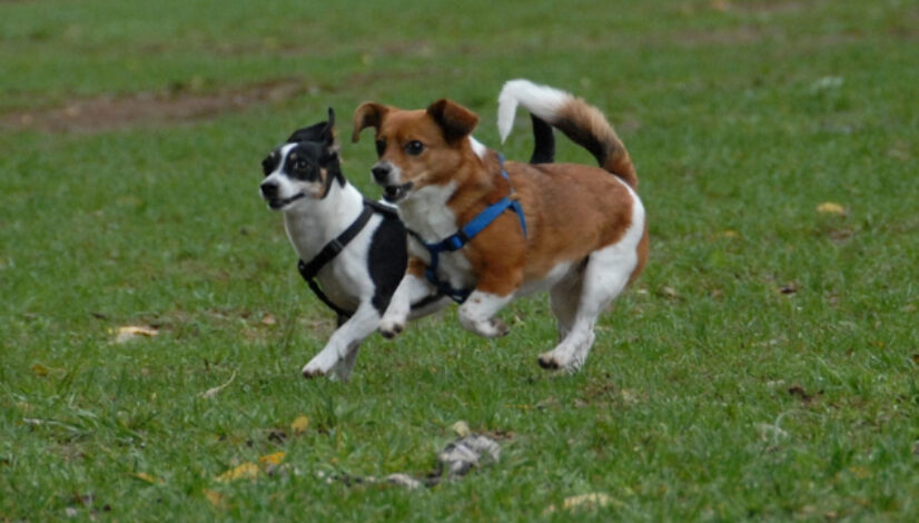 dog-park