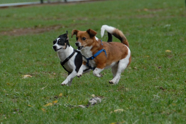 dog-park